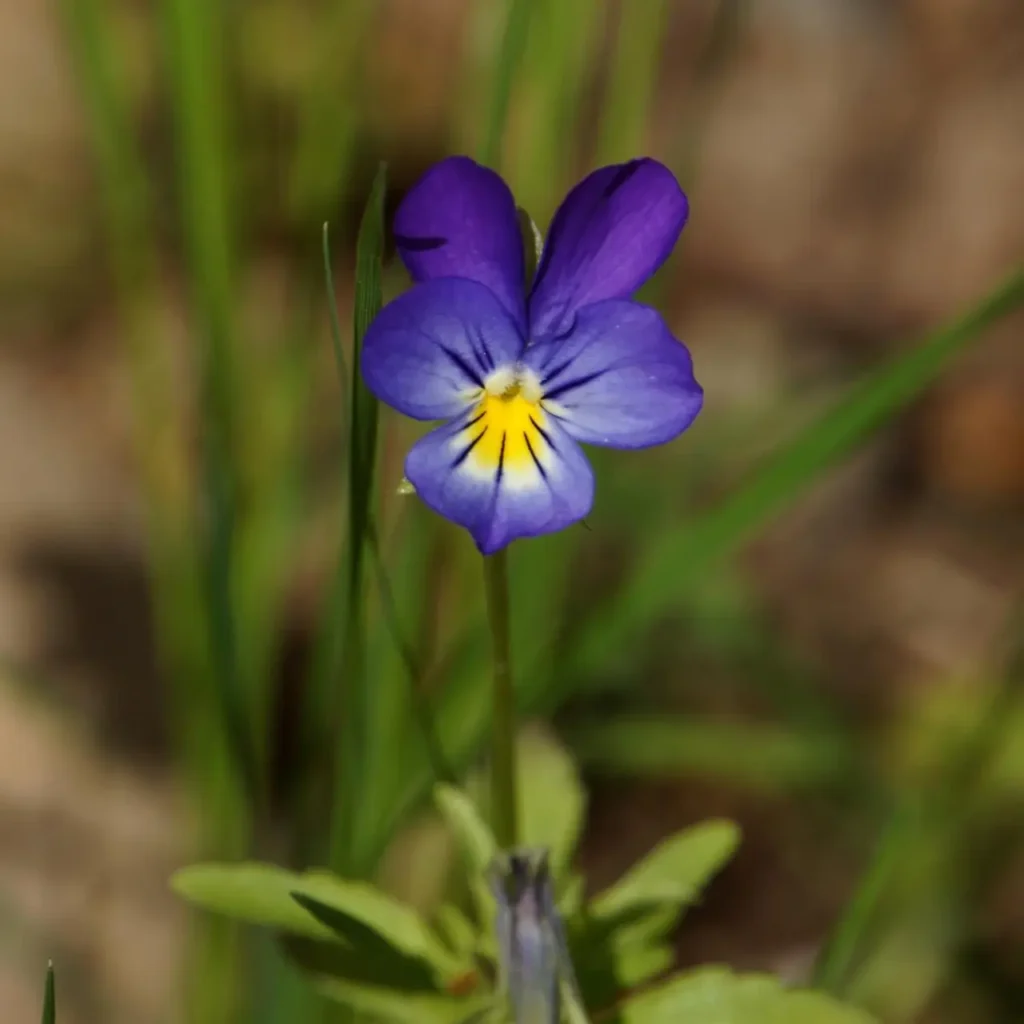 Violet Flower 11