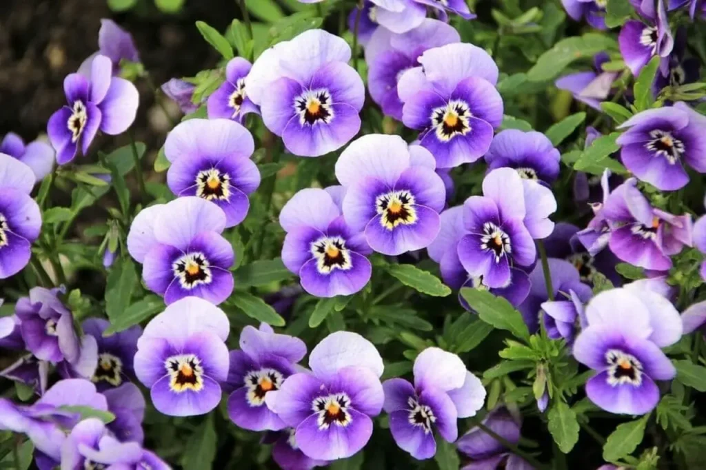 Violet Flower 13
