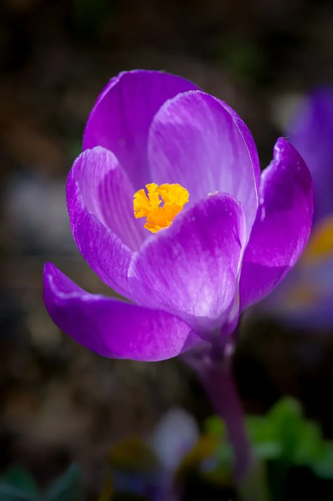 Violet Flower 16