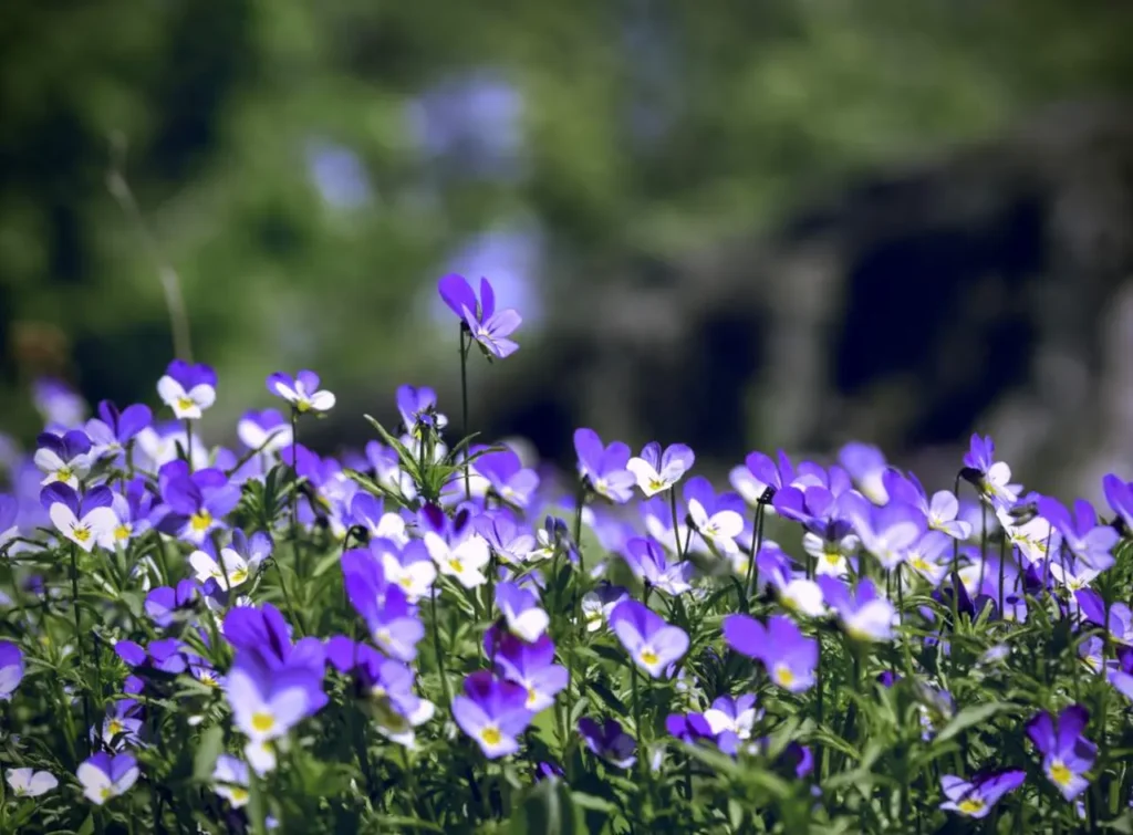 Violet Flower 17