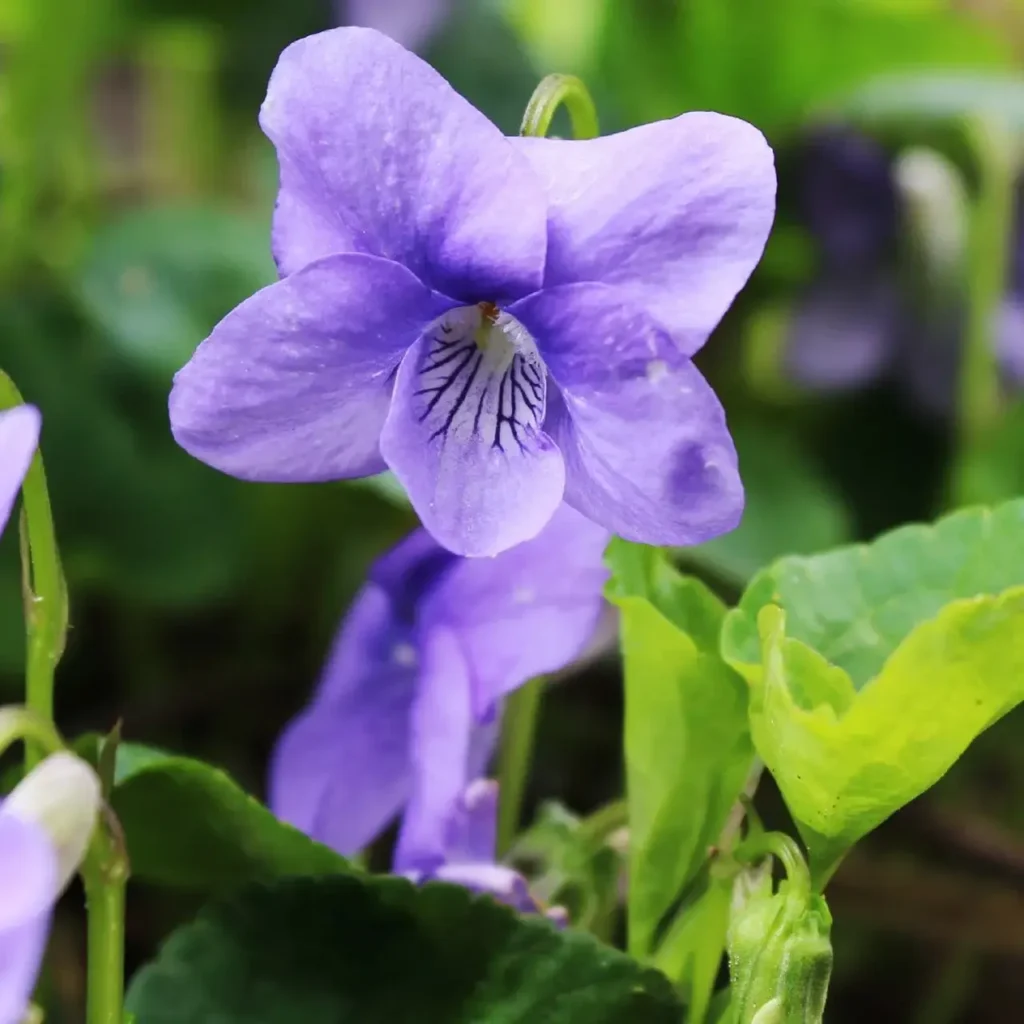 Violet Flower 18