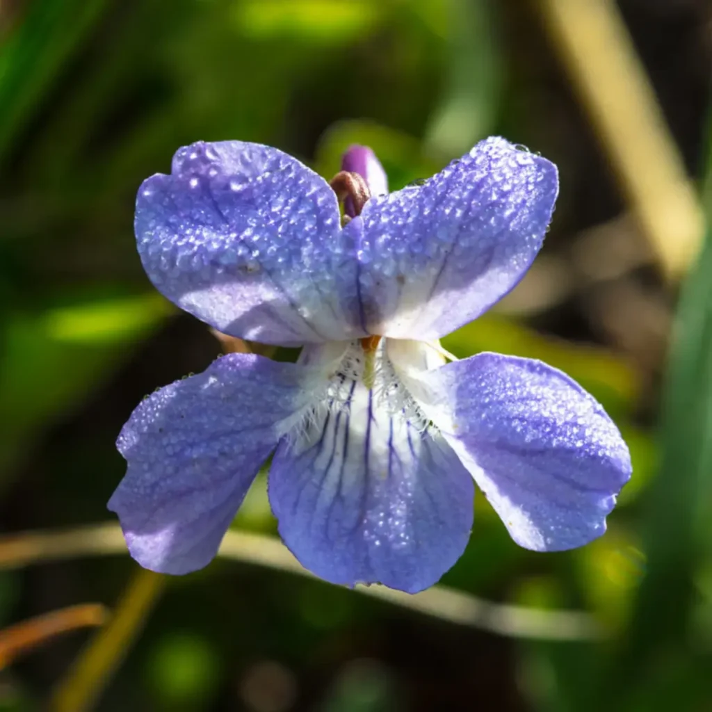 Violet Flower 19