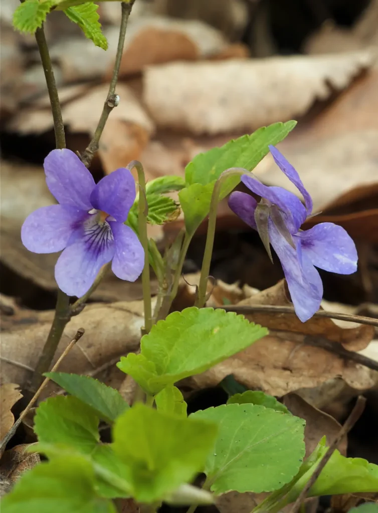 Violet Flower 2