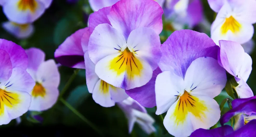 Violet Flower 21