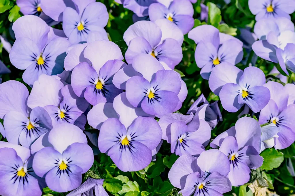 Violet Flower 22