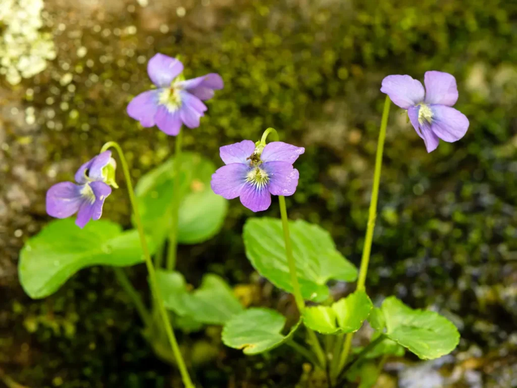 Violet Flower 23
