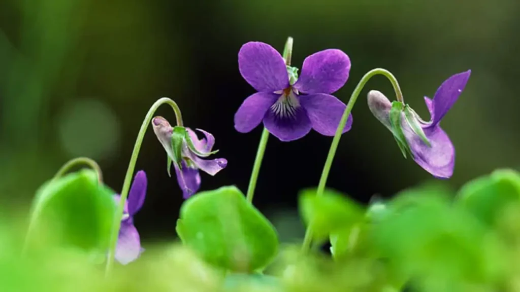 Violet Flower 25