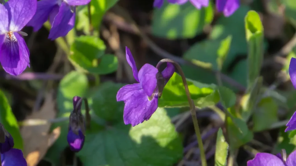Violet Flower 26