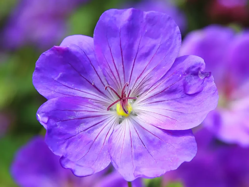Violet Flower 30