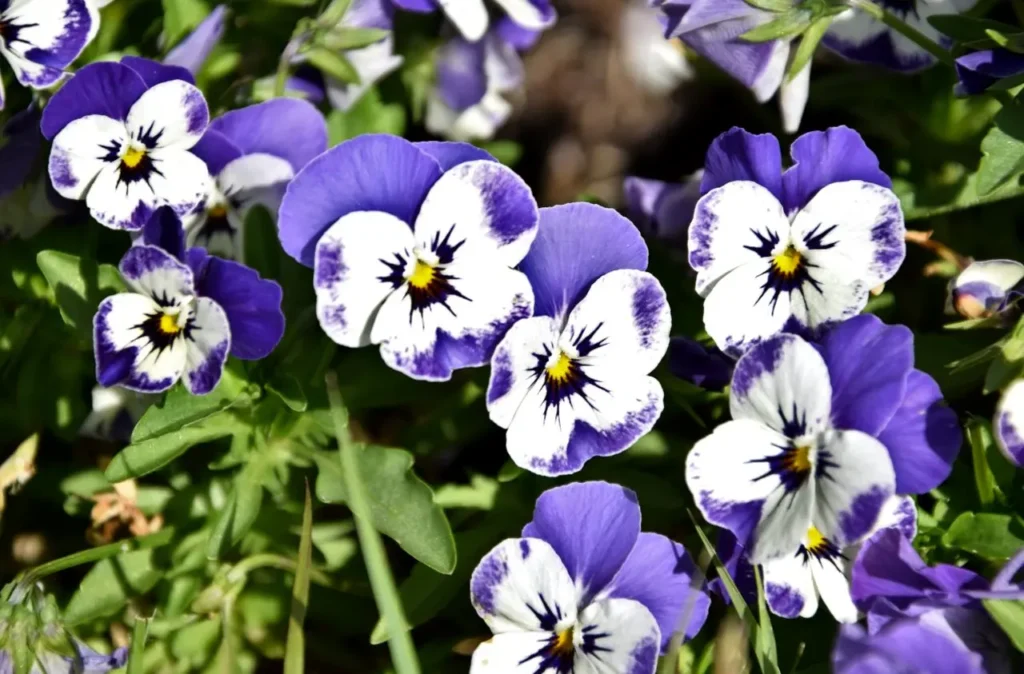 Violet Flower 31