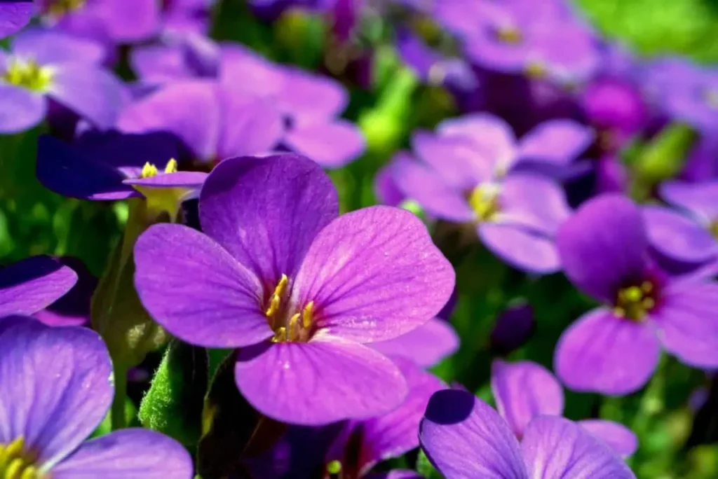 Violet Flower 32
