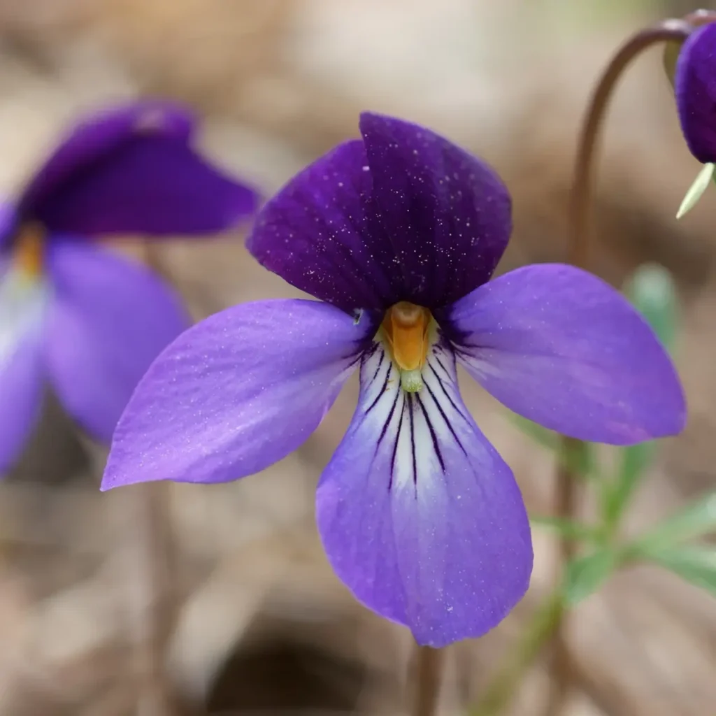 Violet Flower 33