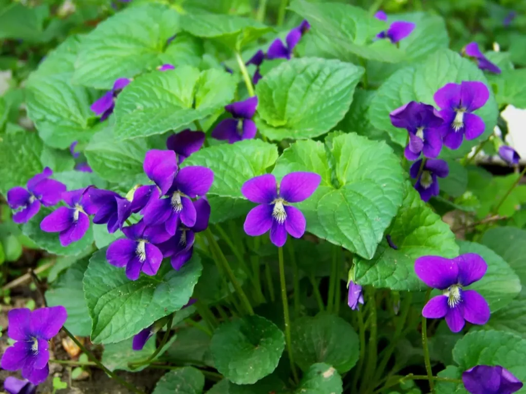 Violet Flower 36