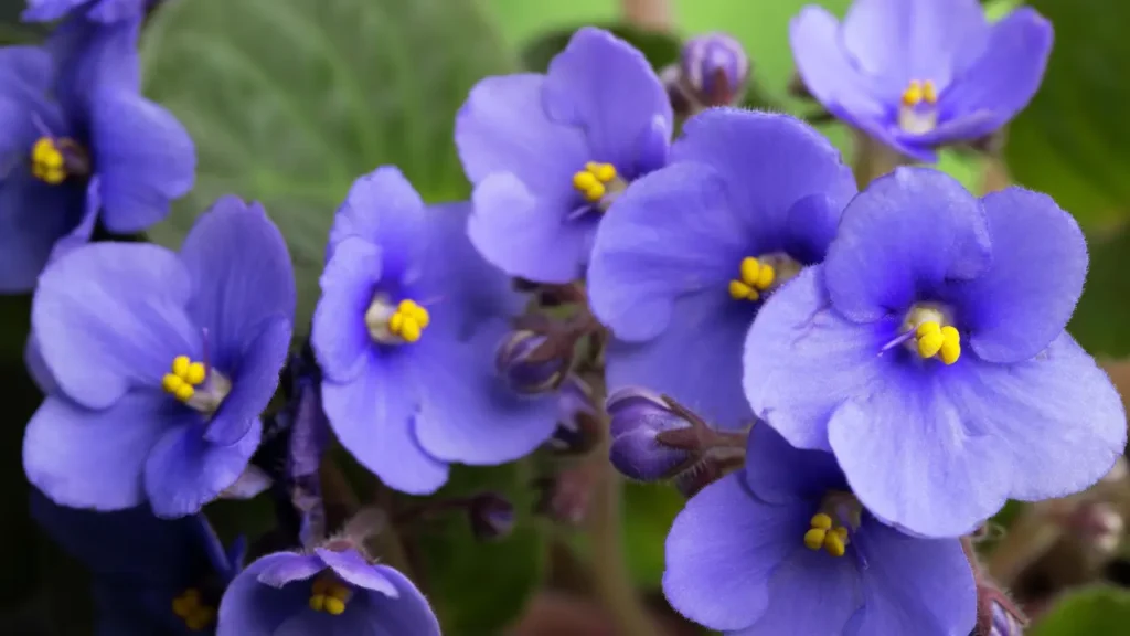 Violet Flower 37