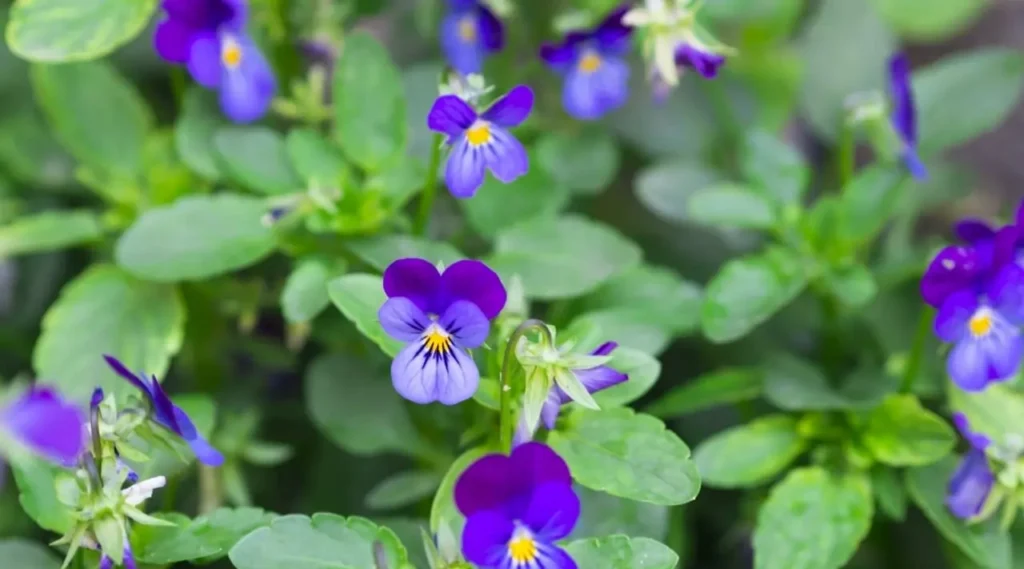 Violet Flower 38