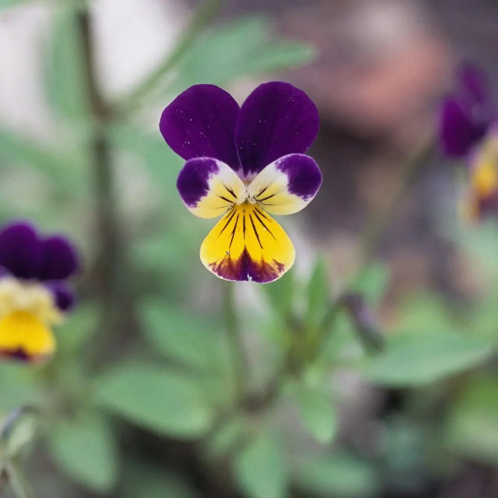 Violet Flower 4