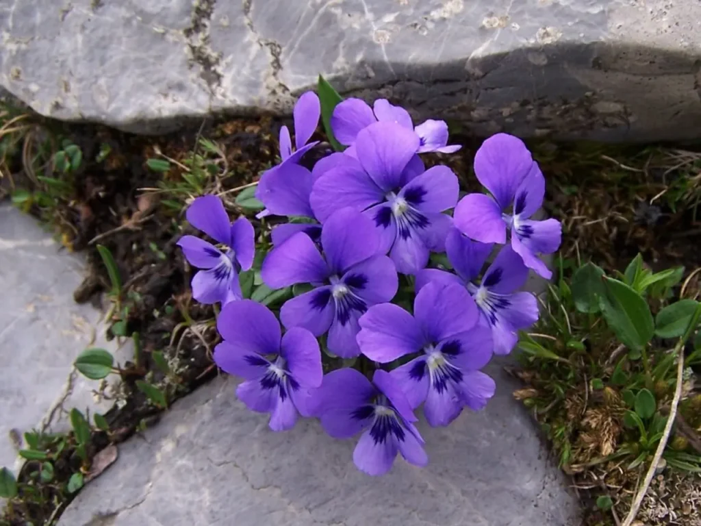 Violet Flower 41