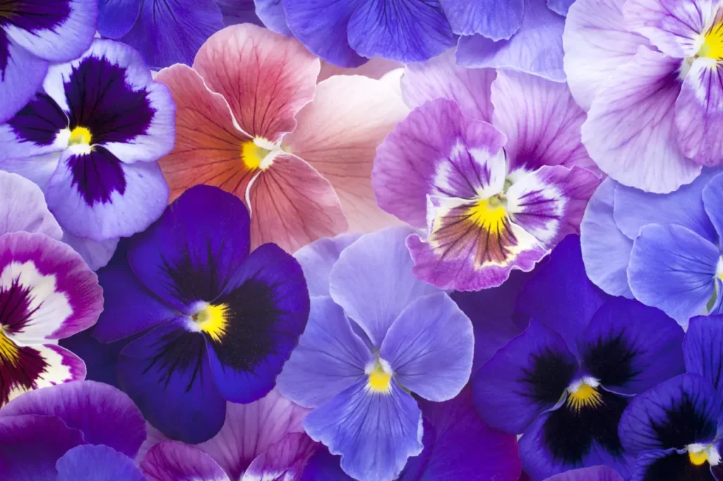 Violet Flower 5