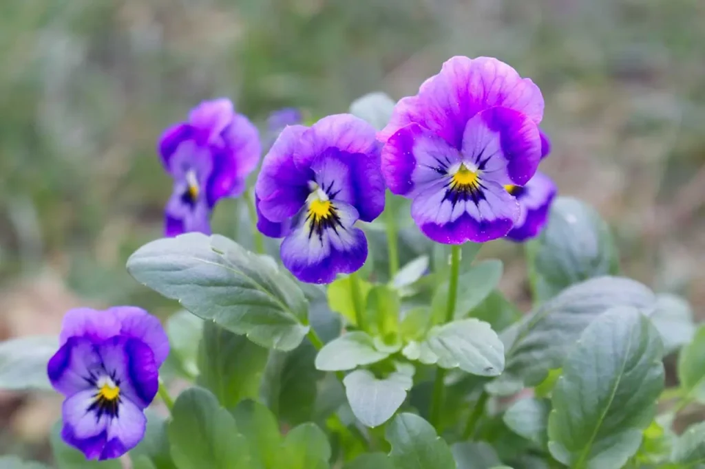 Violet Flower 6