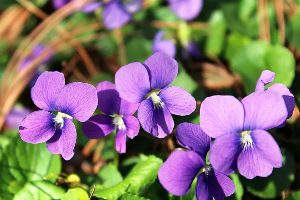 Violet Flower 8