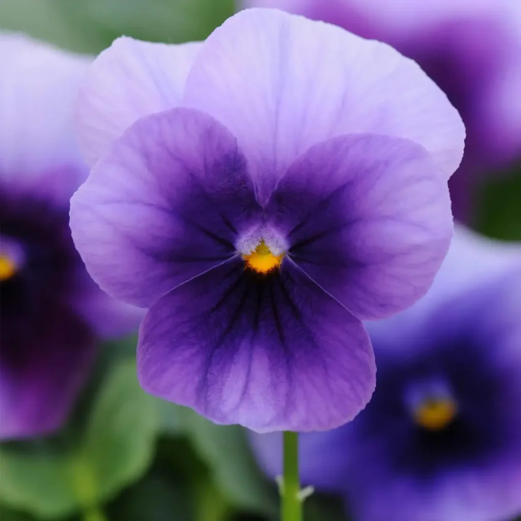 Violet Flower 9