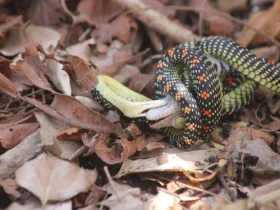 Weekly Animal Picture - Paradise Flying Snake Feeding On A Tree Frog...7