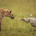 Weekly Animal Photo - A Hyena Confronts A Vulture...1
