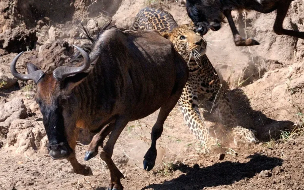 Weekly Animal Photo - A Hyena Confronts A Vulture...5