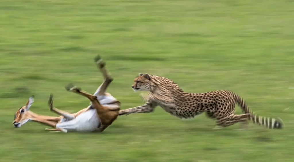 Weekly Animal Photo - A Leopard Hunting A Pregnant Antelope...1