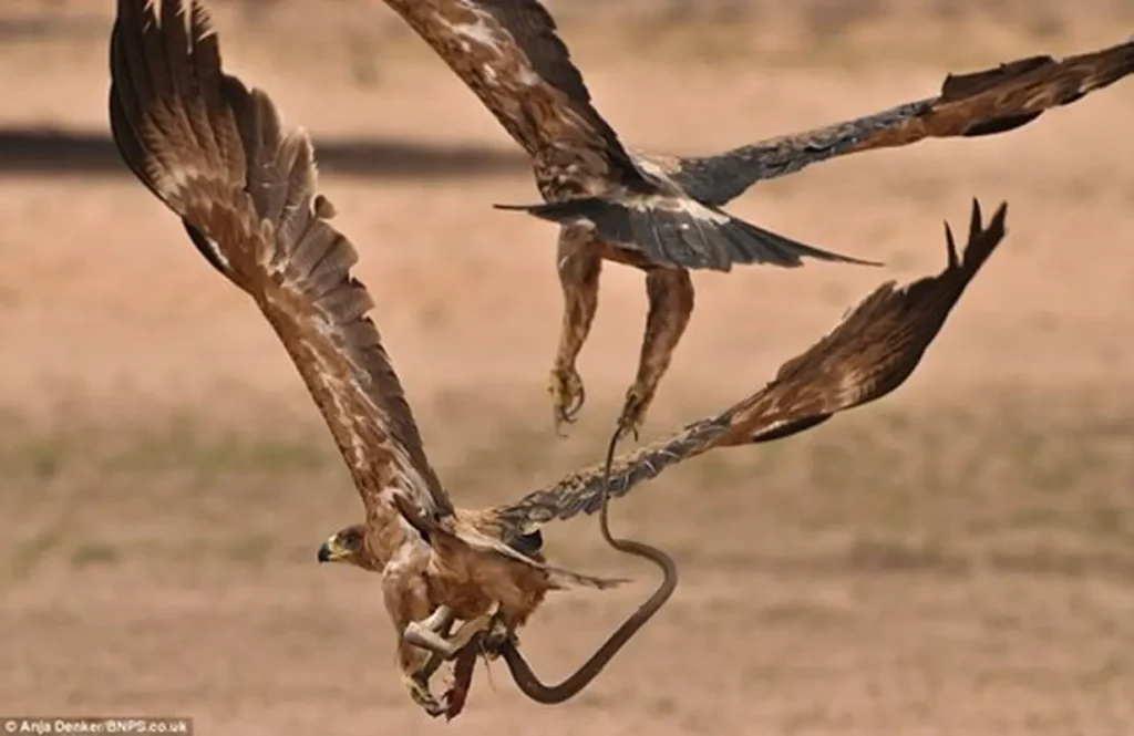 Weekly Animal Photo - The Battle Of The Eagle And The King Cobra,...1