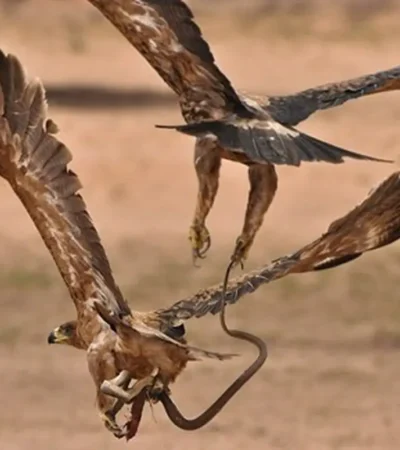 Weekly Animal Photo - The Battle Of The Eagle And The King Cobra,...1