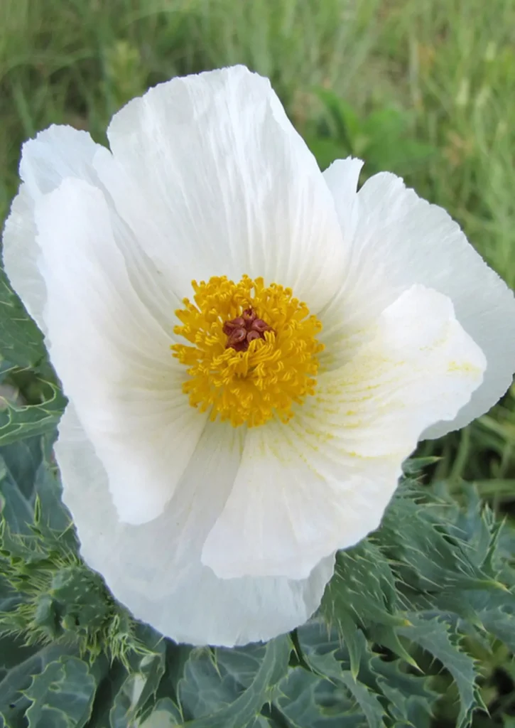 White Poppy 1