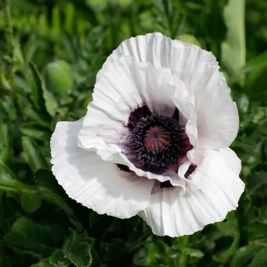 White Poppy 11