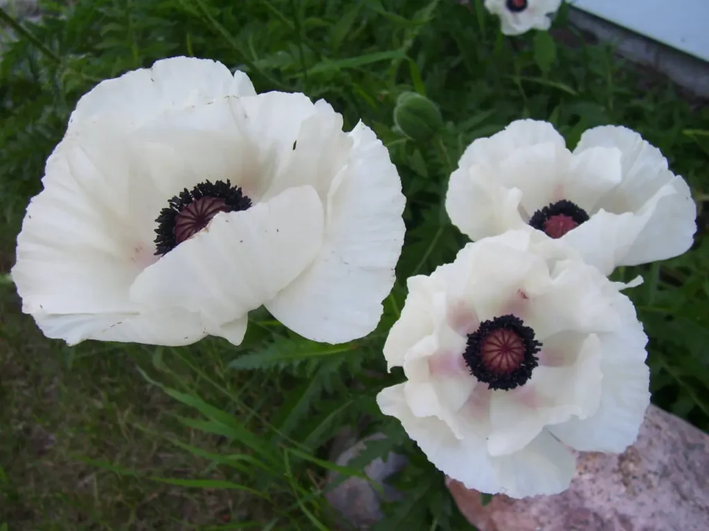 White Poppy 16