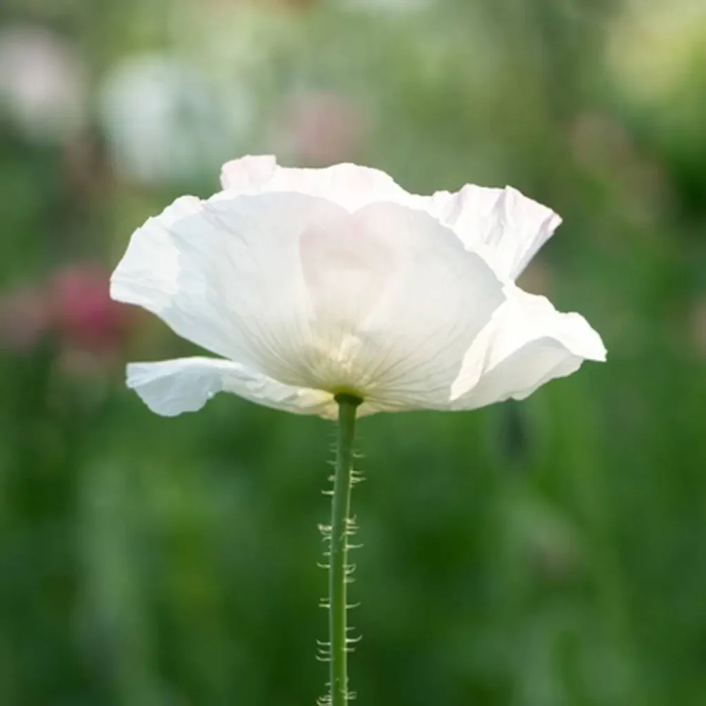 White Poppy 2