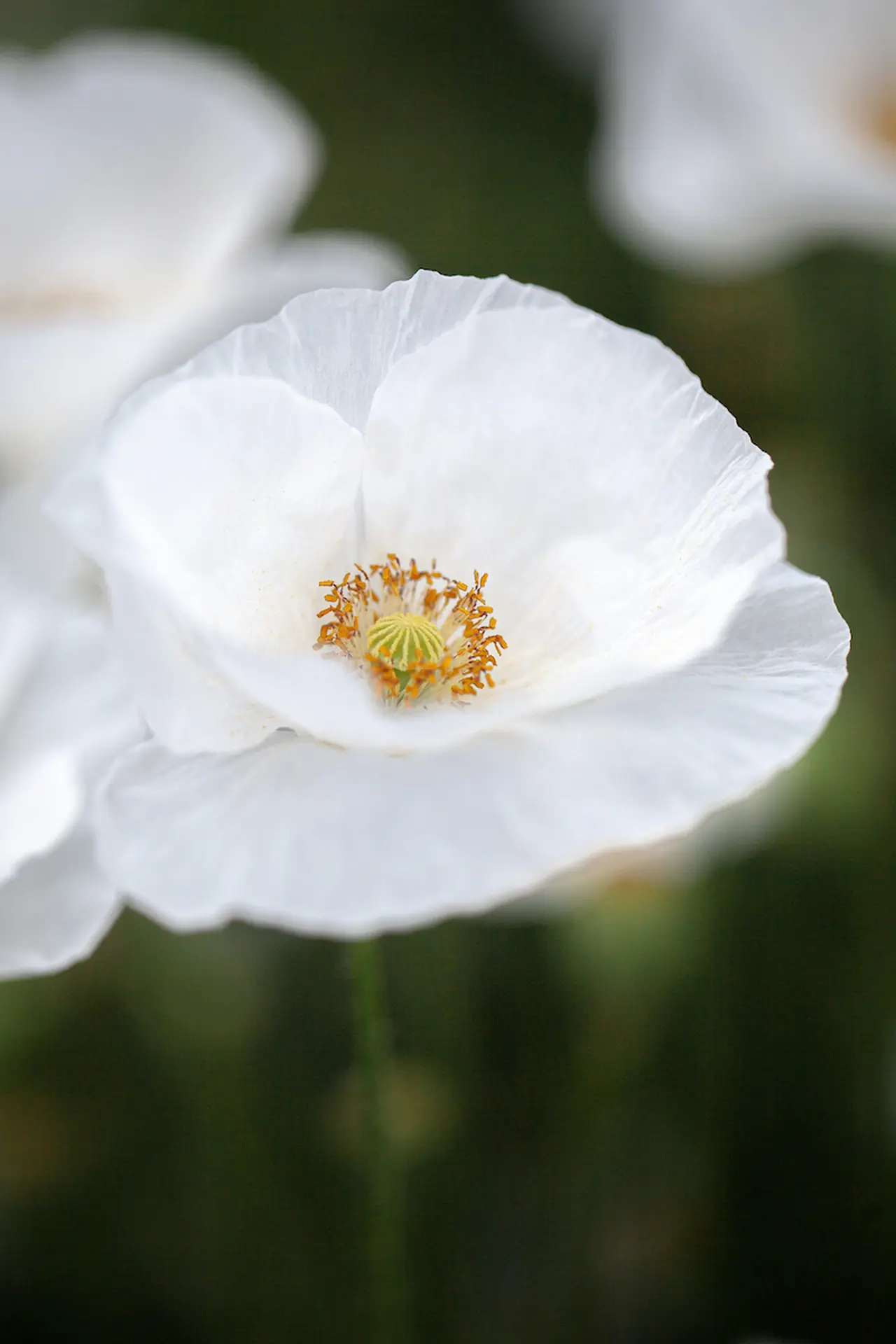 White Poppy 20