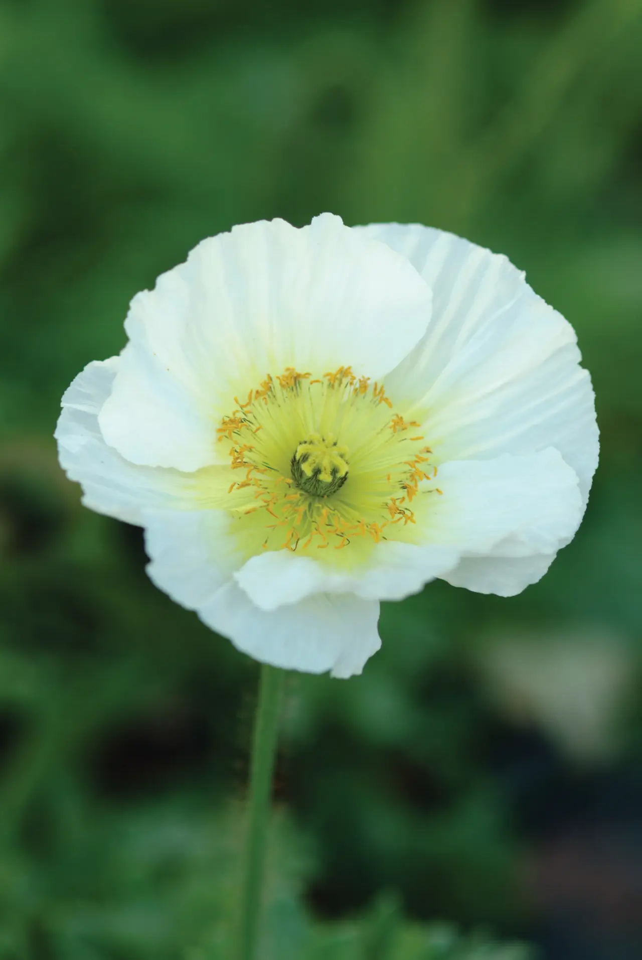 White Poppy 22