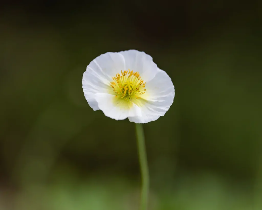 White Poppy 6