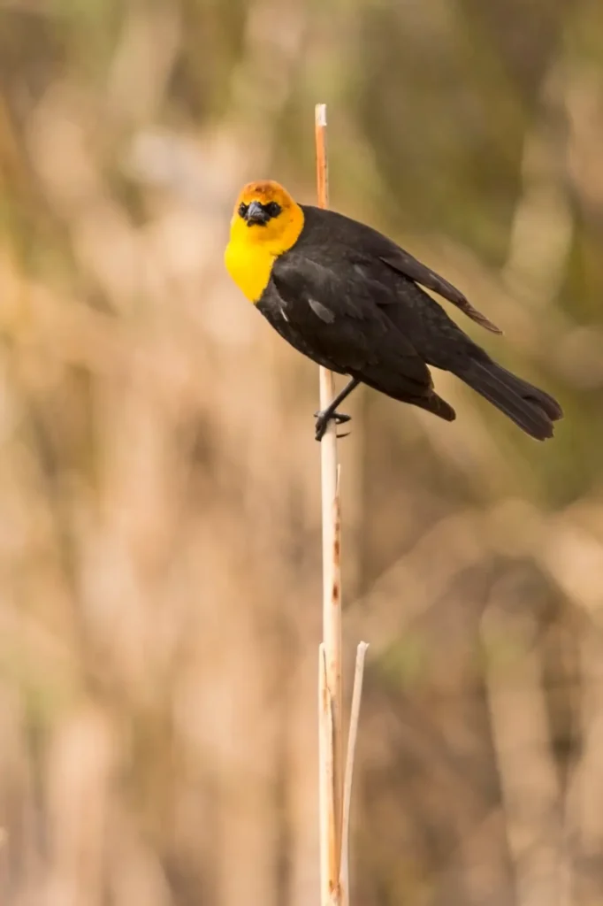 Yellow-headed Blackbird 10