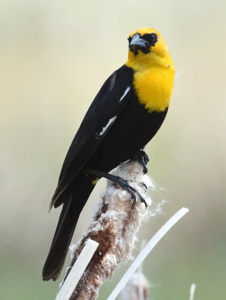 Yellow-headed Blackbird 11