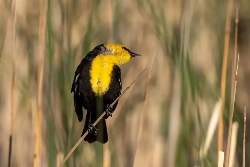 Yellow-headed Blackbird 12
