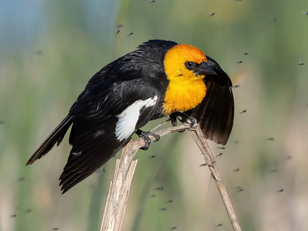 Yellow-headed Blackbird 13
