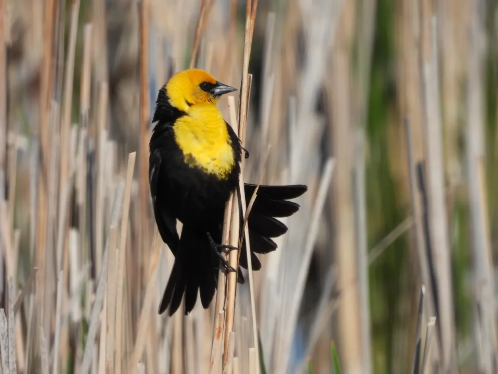 Yellow-headed Blackbird 16.jpg_large