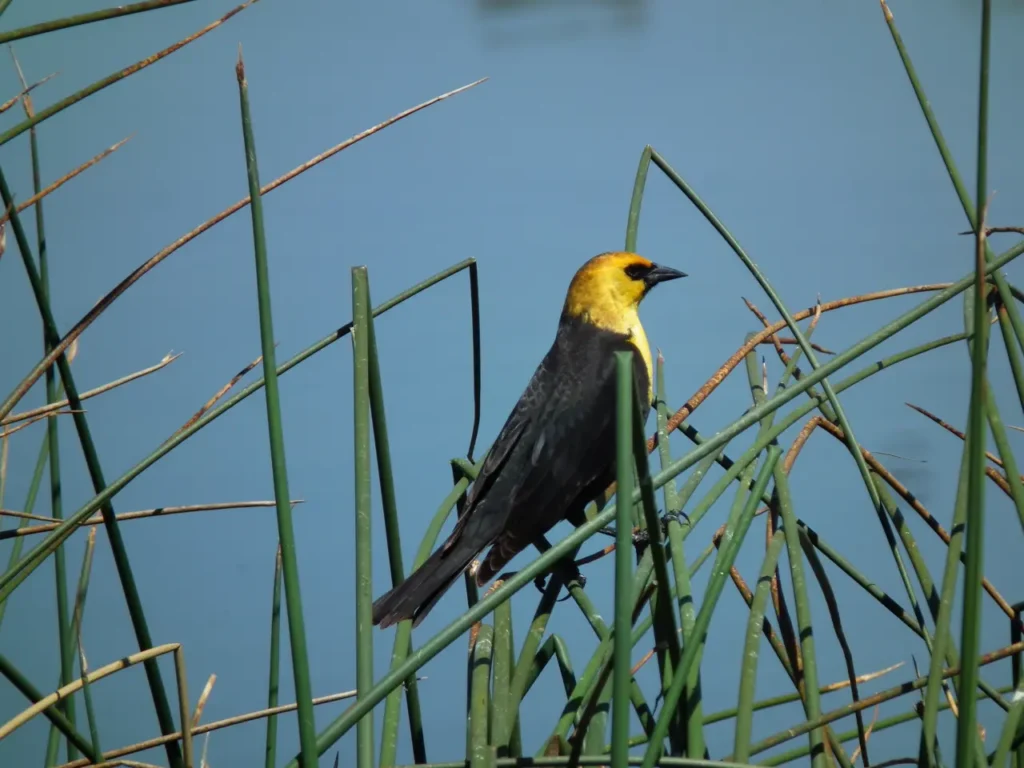 Yellow-headed Blackbird 18