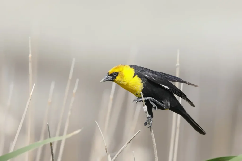 Yellow-headed Blackbird 19