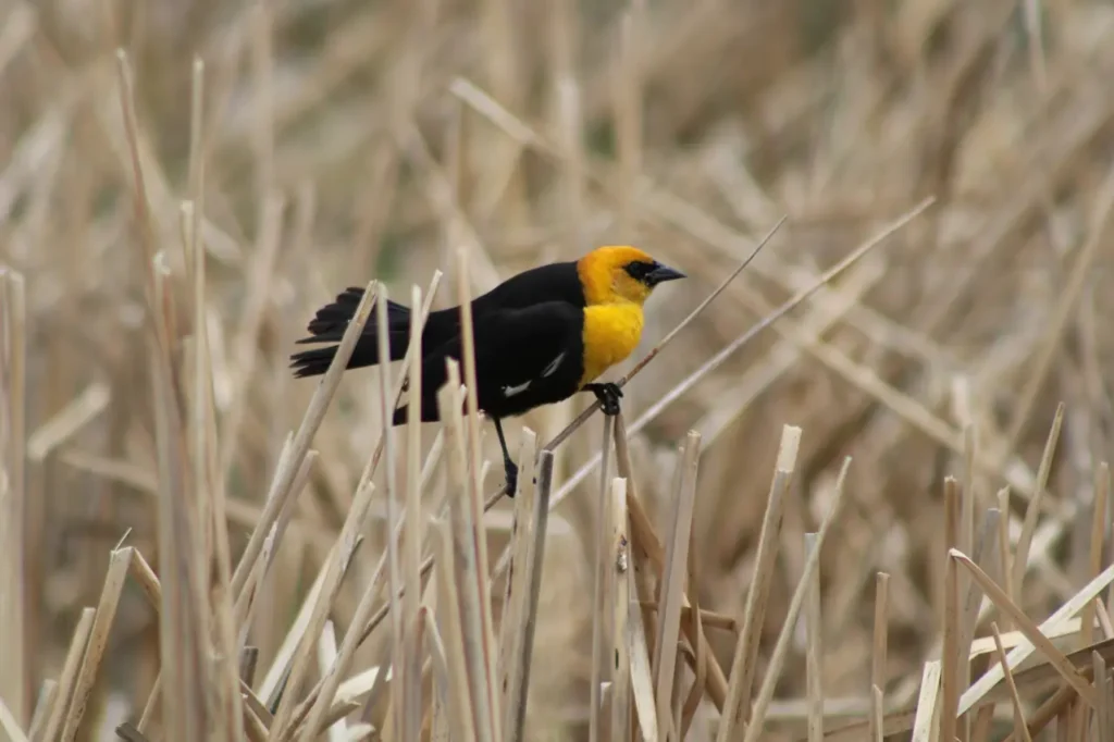 Yellow-headed Blackbird 20