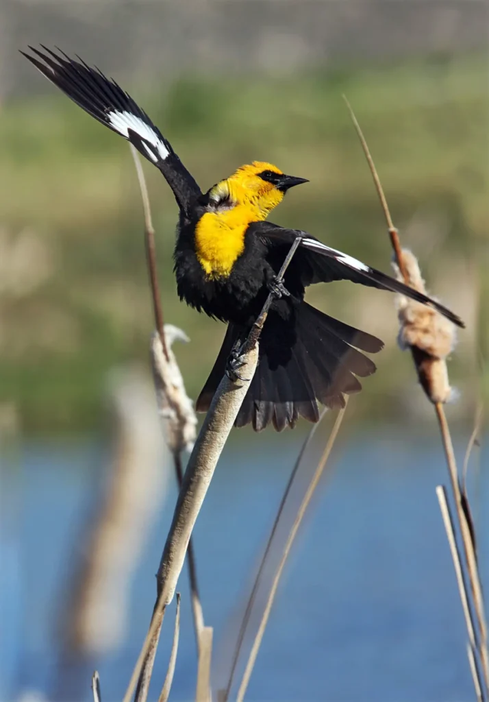 Yellow-headed Blackbird 23