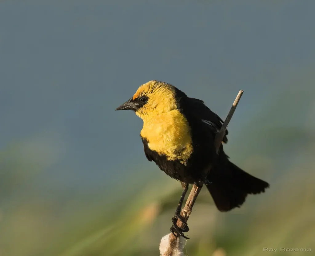 Yellow-headed Blackbird 27