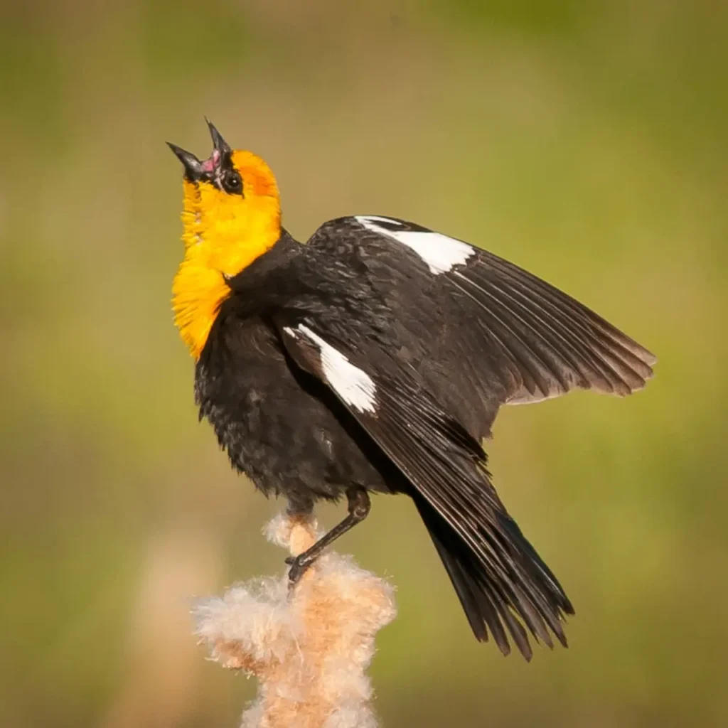 Yellow-headed Blackbird 28