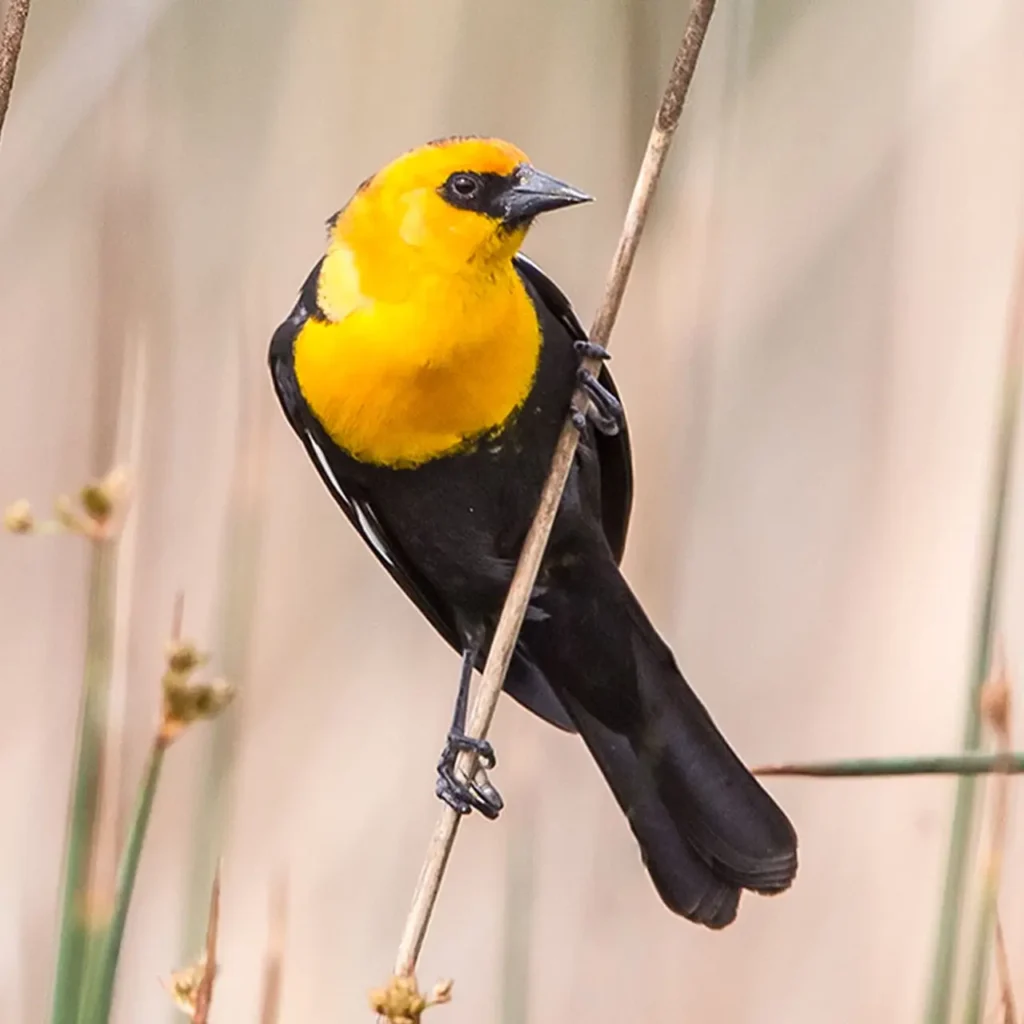 Yellow-headed Blackbird 3